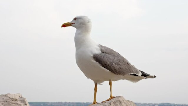 Big seagull on the rock flying away, Piran, Slovenia