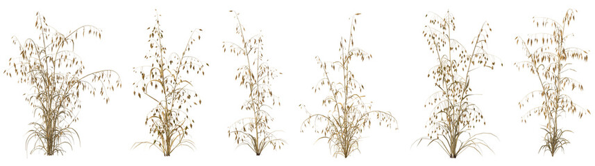 Set of dry oat plant with isolated on transparent background. PNG file, 3D rendering illustration, Clip art and cut out