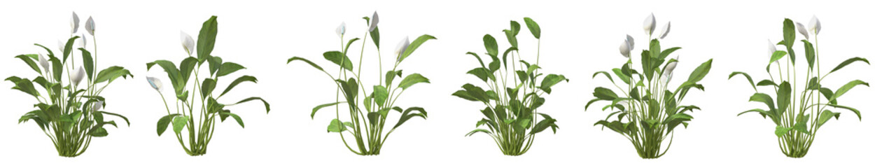 Set of Spathiphyllum wallisii plant or peace lily with isolated on transparent background. PNG file, 3D rendering illustration, Clip art and cut out