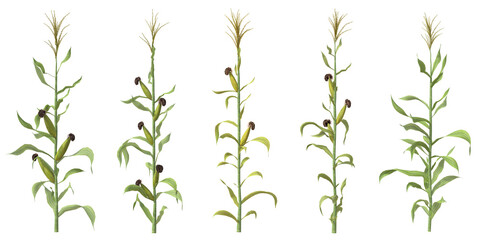 Set of Corn with isolated on transparent background. PNG file, 3D rendering illustration, Clip art and cut out