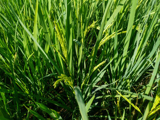 rice plants with young rice grains that are light green in color thrive