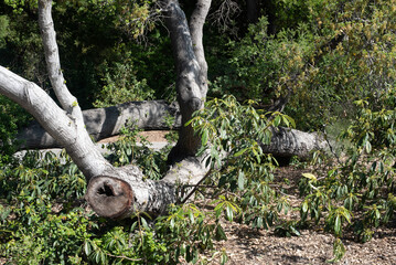 fallen tree