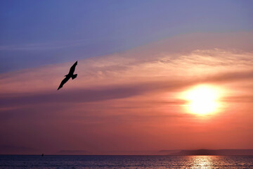 Naklejka na ściany i meble Graceful Soar_Majestic Seagull Gliding Above the Sea at Sunset