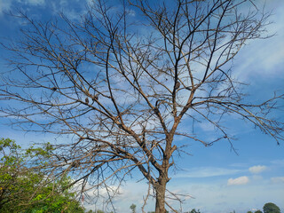 Fototapeta na wymiar soursop tree that looks terrible with leaves that have fallen leaving the trunk and branches of the tree