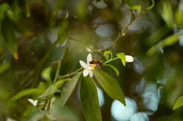 bee pollinating tangerines blossoms