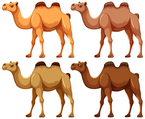 Four Camels Walking