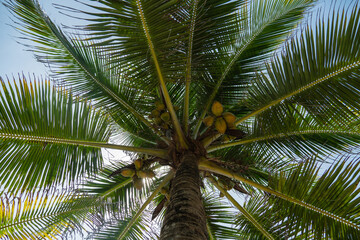 coconut palm tree