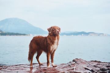 the dog is standing on a stone by the sea. Nova Scotia duck tolling retriever doing a trick, standing on its hind legs
