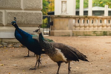 Blue Peacock walking in Warsaw Poland. Colorful bird with bright pattern on feathers close-up....