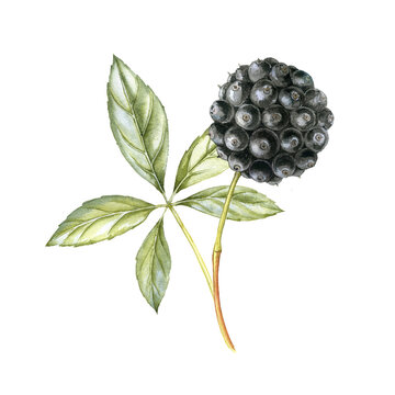 watercolor drawing Eleutherococcus black berries and green leaf isolated at white background, hand drawn illustration