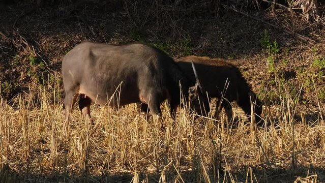 Before exiting to the right side of the frame, female buffalo and its calf were grazing in the field, Water Buffalo, Bubalus bubalis, Thailand