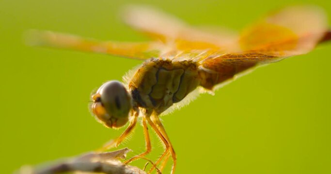 dragonfly on a flower