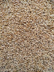 background of grains, photo of wheat beach, photo of wheat grain, Wheat