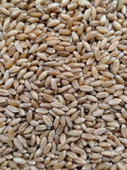 photo of wheat beach, photo of wheat grain, Wheat