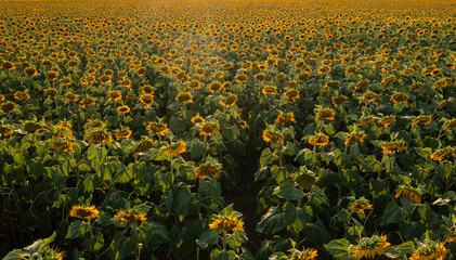 Aerial photo birds eye view over a massive field of sunflower plants. Sunflower agriculture...