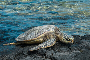 The green sea turtle (Chelonia mydas), also known as the green turtle, black (sea) turtle or Pacific green turtle. KEKAHA KAI (KONA COAST) STATE PARK. Mahaiula Beach, Big Island Hawaii