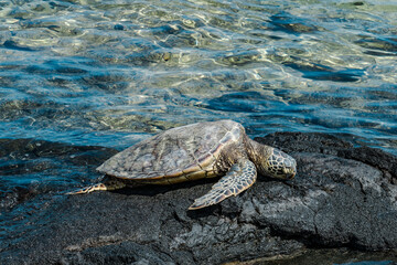 The green sea turtle (Chelonia mydas), also known as the green turtle, black (sea) turtle or Pacific green turtle. KEKAHA KAI (KONA COAST) STATE PARK. Mahaiula Beach, Big Island Hawaii