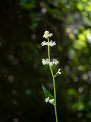 夏の茂みのヤブミョウガ