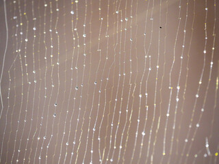 Raindrops on spider web in Mauritius 