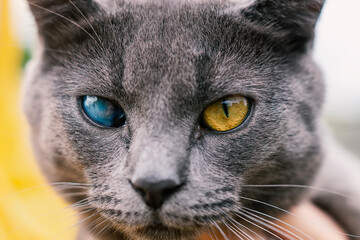 Close-up of a gray cat with a cataract in the eye. Portrait of a blind cat. A one-eyed or injured cat looks with one yellow eye. Disabled cat. Consequences of trauma. Animal abuse. pet care - obrazy, fototapety, plakaty