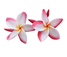 Fototapeta na wymiar Plumeria or Frangipani or Temple tree flower. Close up pink-white frangipani flowers bouquet isolated on transparent background. 