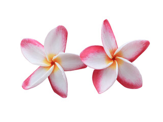 Plumeria or Frangipani or Temple tree flower. Close up pink-white frangipani flowers bouquet isolated on transparent background.	