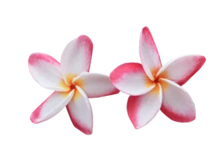 Deurstickers Plumeria or Frangipani or Temple tree flower. Close up pink-white frangipani flowers bouquet isolated on transparent background.  © Tonpong