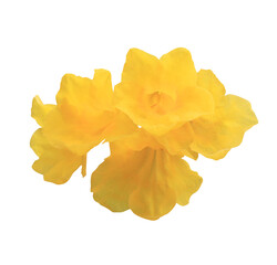 Yellow elder or Yellow bells or Trumpet vine flowers. Close up yellow flowers bouquet isolated on...