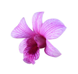Phalaenopsis or Orchid flower. Close up pink-purple orchid flower isolated on transparent background.	