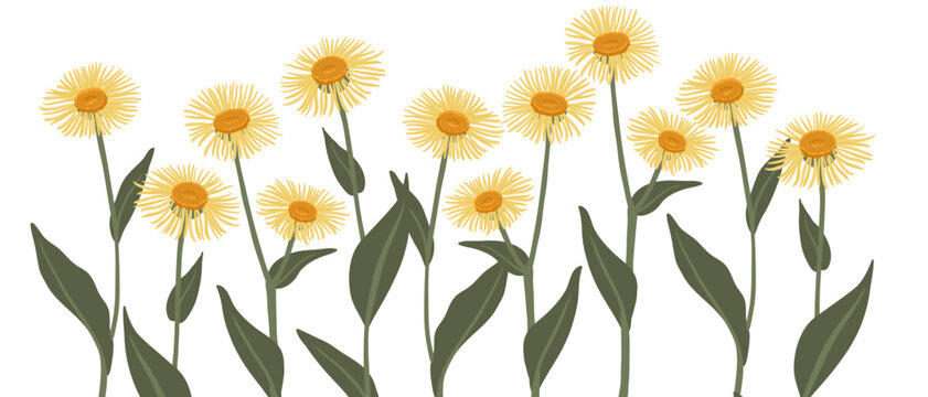 inula, elecampane, field flowers, vector drawing wild plants at white background, floral elements, hand drawn botanical illustration