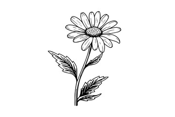 Hand drawn chamomile ink sketch. Daisy flower engraving vector illustration.