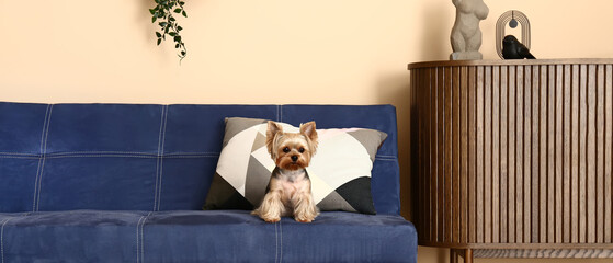 Cute Yorkshire terrier dog sitting on sofa in living room