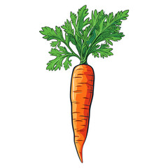 healthy orange carrots illustration, Vegetable Hand drawn doodle illustration