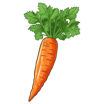 recommend clip art: healthy orange carrots illustration, Vegetable Hand drawn doodle illustration