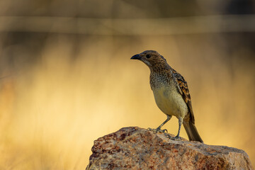 A brownish, mottled, strongly marked medium sized bird with warm brown tones overall and a small pink crest on the nape known as the Spotted Bowerbird (Chlamydera maculata)