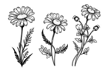 Hand drawn chamomile ink sketch. Daisy bouquet engraving vector illustration. - obrazy, fototapety, plakaty