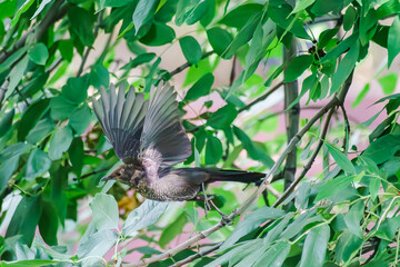 Blackbird flies fast for food