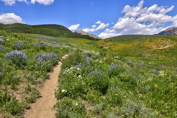 Fototapeta na wymiar Wildflower season in Crested Butte, CO. Mid-day and the hiking paths near Mt. Crested Butte are rapidly gaining popularity. 