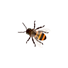 Vector illustration of honey bee animals on a white background.