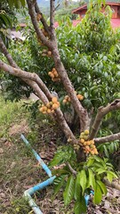 longkong fruit is a medium-sized fruit with small brown granules, sweet taste