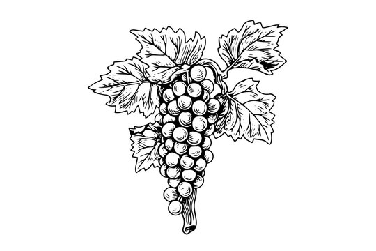 recommend clip art: Hand drawn ink sketch of grape on the branch. Engraving style vector illustration.