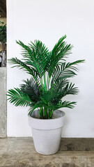 Green tropical plam tree pot indoor decorate interior indoor home, modern houseplant bush flowerpot design