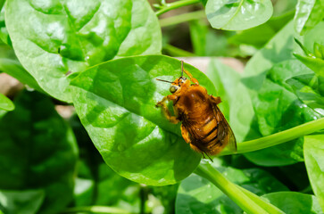 A Carpenter Bee On A Spinach Leaf