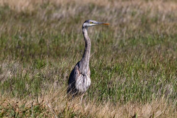 Closeup of Great Blue Heron (Ardea herodias) walking in grassland in Monterey, California. 
