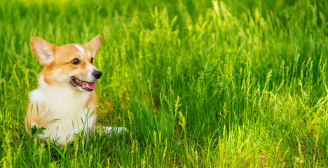 Red-haired corgi dog for a walk in a summer park standing on the green grass and looking to the side. Stretched panoramic image for banner