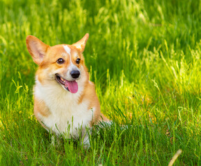 Red-haired corgi dog for a walk in a summer park standing on the green grass and looking to the side