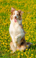 A dog standing in a bunny pose on a field of dandelions with his tongue sticking out