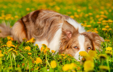 A dog of the Australian Shepherd breed lies in the middle of a green field with yellow flowers.