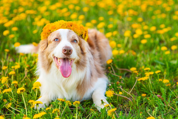 A blue-eyed red border collie dog wearing a wreath of dandelions on his head lies on a field of yellow vts with his tongue sticking out.