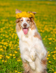 A dog standing in a bunny pose on a field of dandelions with a wreath on his head